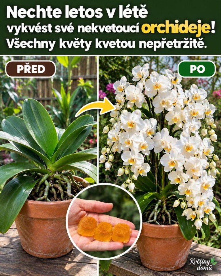 Nechte letos v létě vykvést své nekvetoucí orchideje! Všechny květy kvetou nepřetržitě.